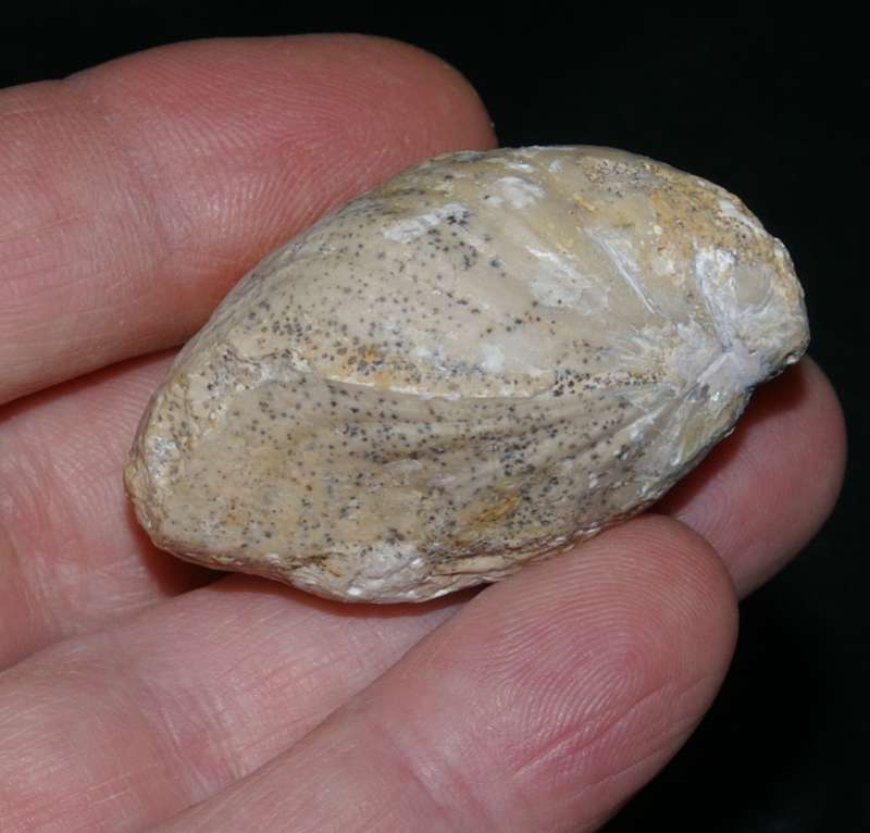  Dorsoplicathyris subinsignis 
