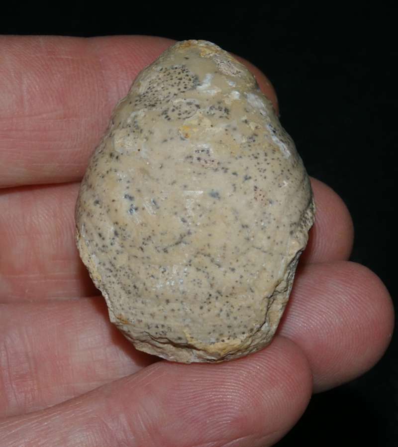 Oxfordian fossil brachiopod