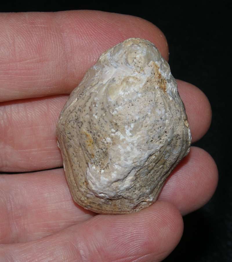  Oxfordian fossil brachiopod