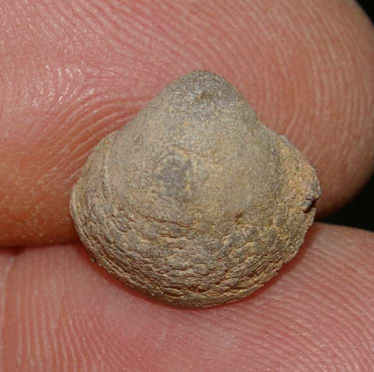  Stringocephalus burtini 