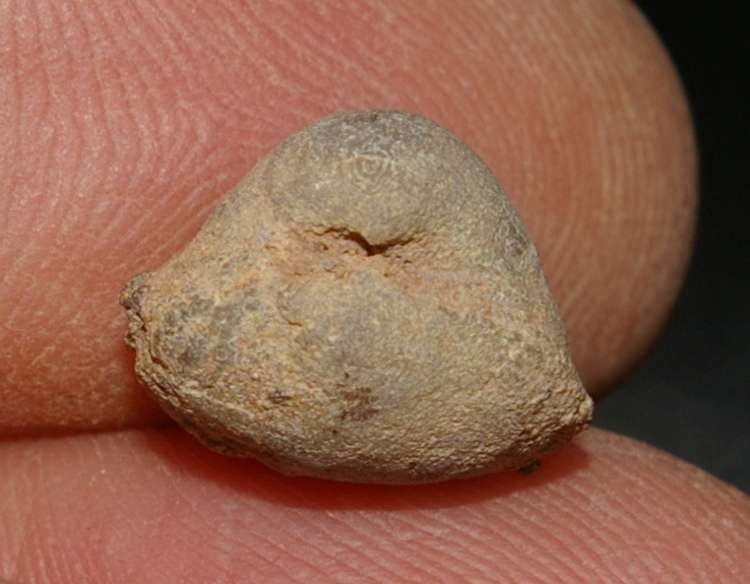  Fossilien Brachiopoden
