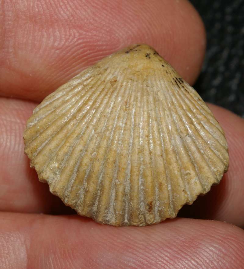  Somalirhynchia moeschi 