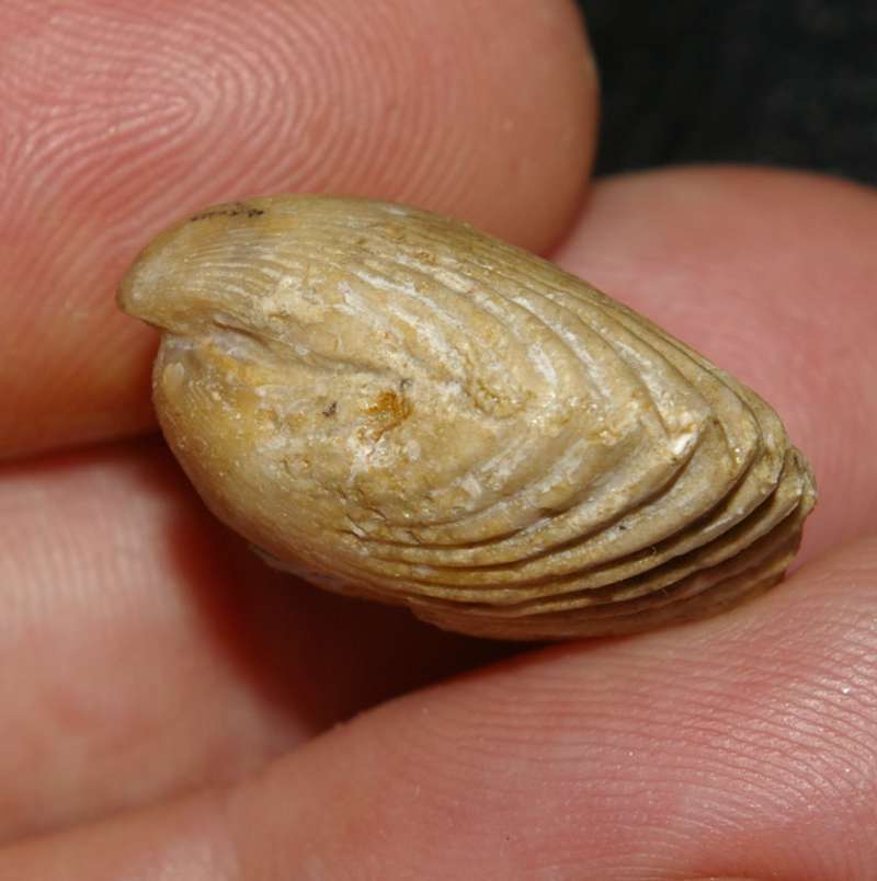  fossil brachiopod