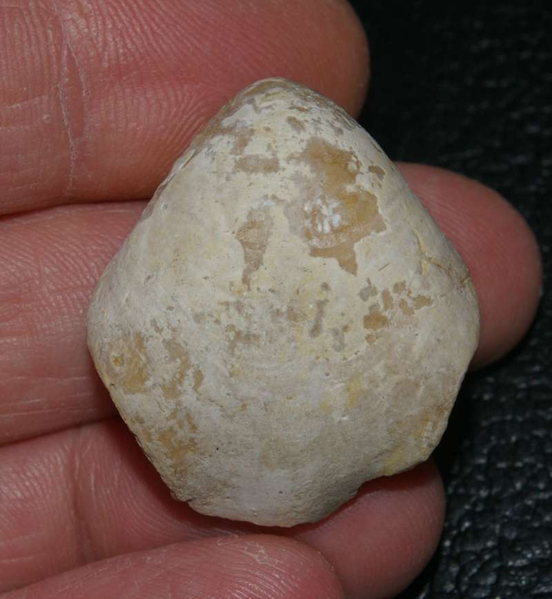  Placothyris carsiensis 