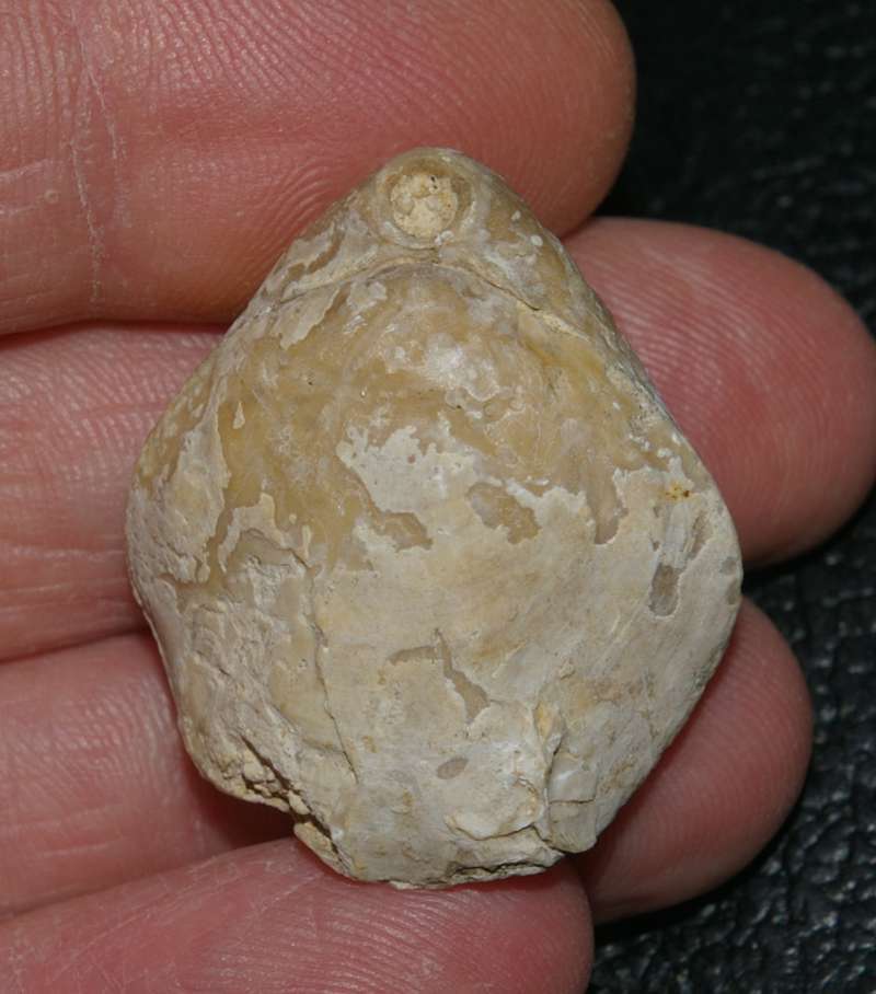 fossils brachiopods