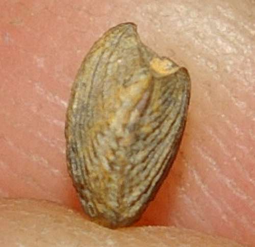 Skenidium polonicum.jpg