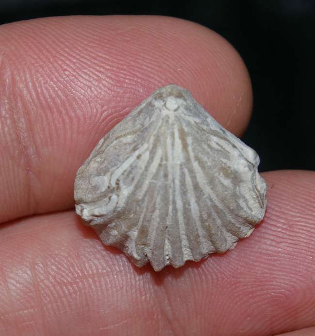  Lacunosella arolica rakowiensis 