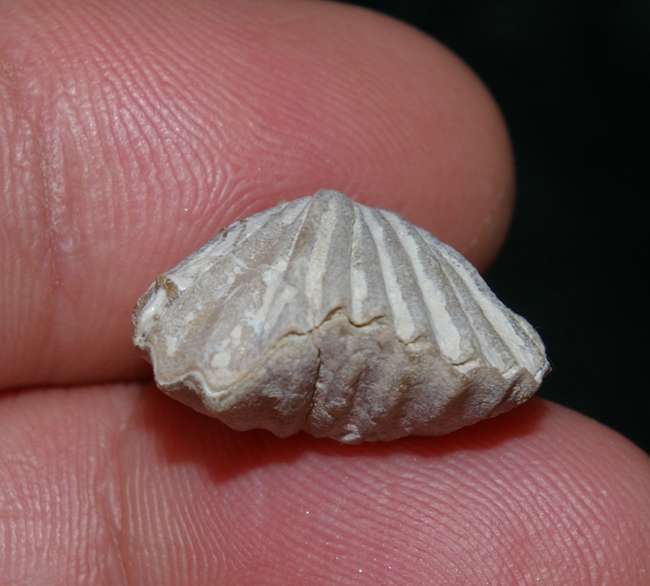 fossils brachiopods