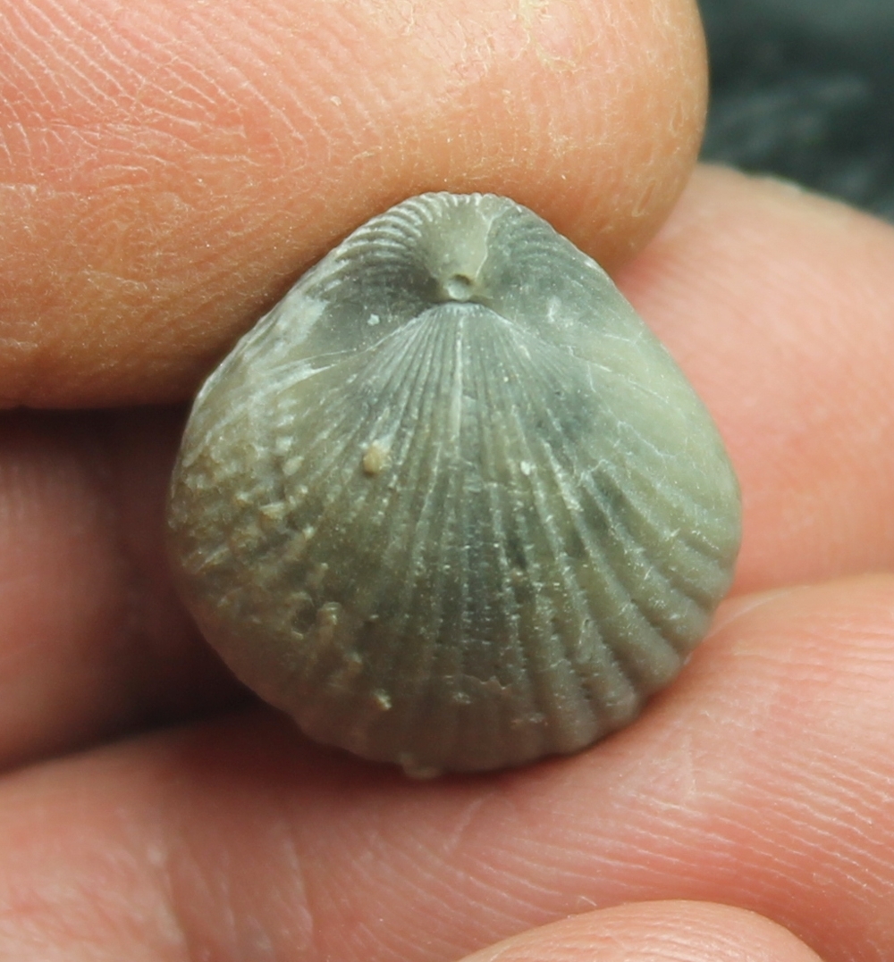  Homeospira evax 