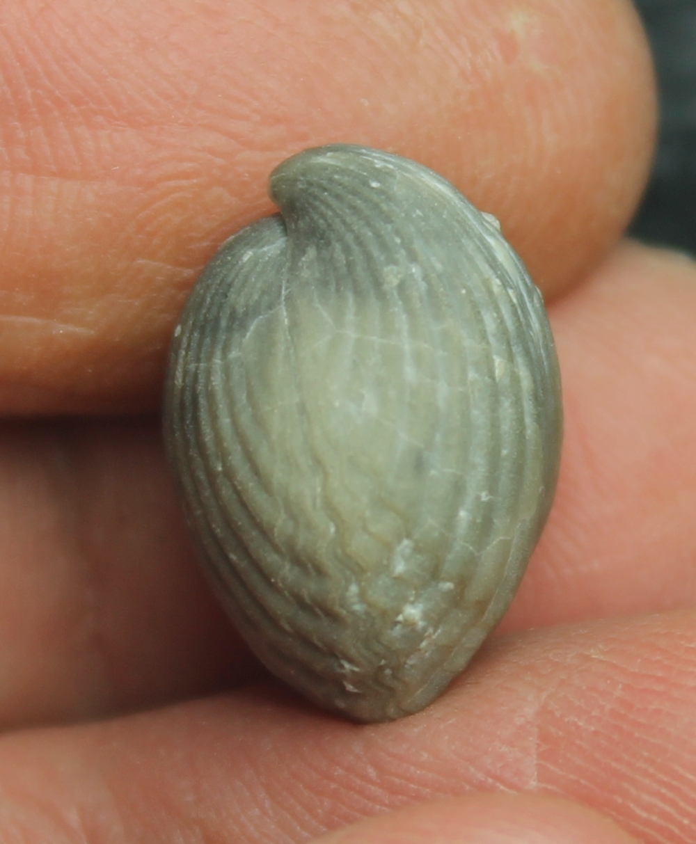  Homeospira evax 