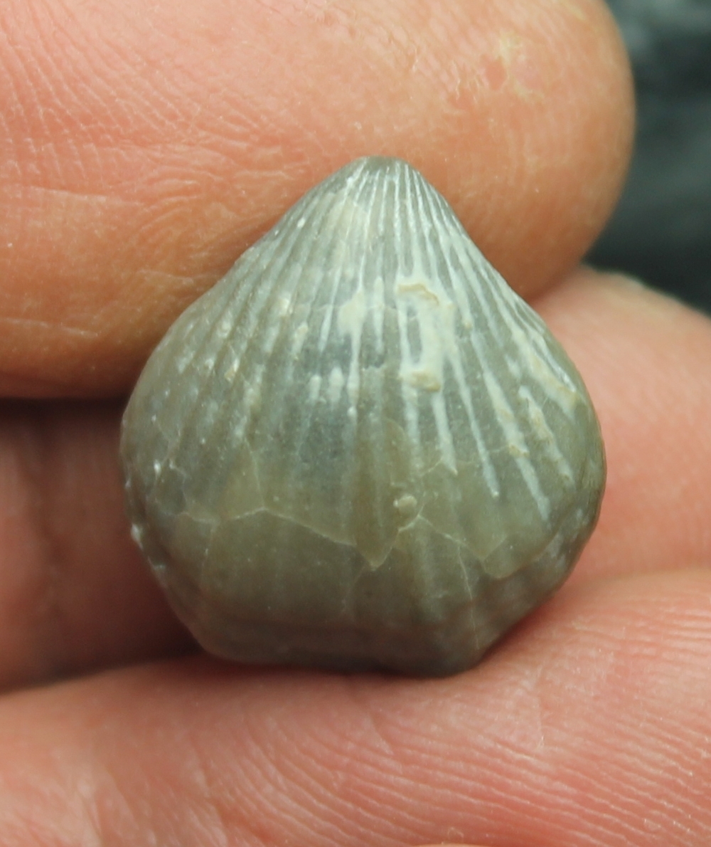 Homeospira evax 