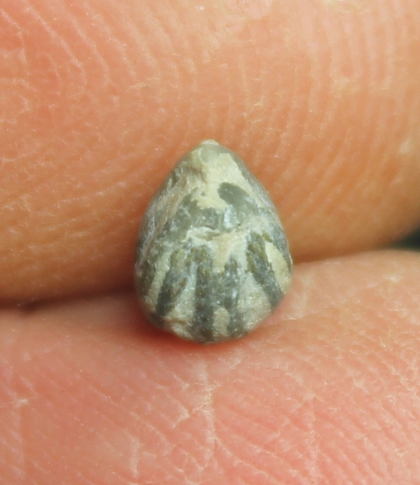  Stegerhynchus acinus 