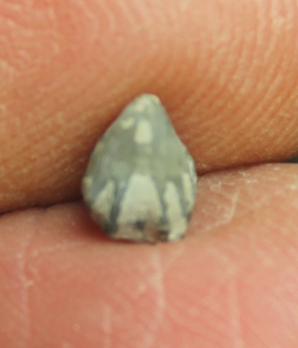  Stegerhynchus acinus 