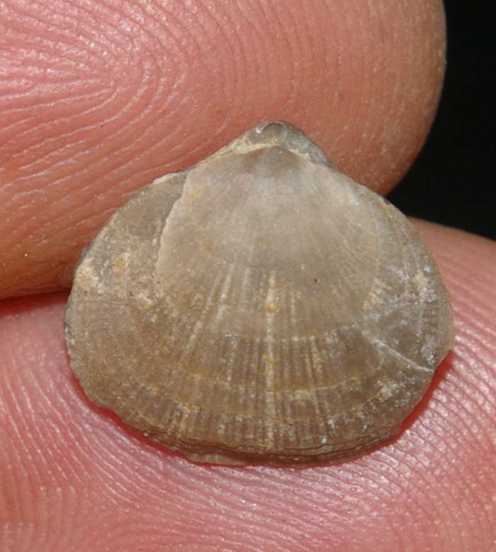  Levenea subcarinata 