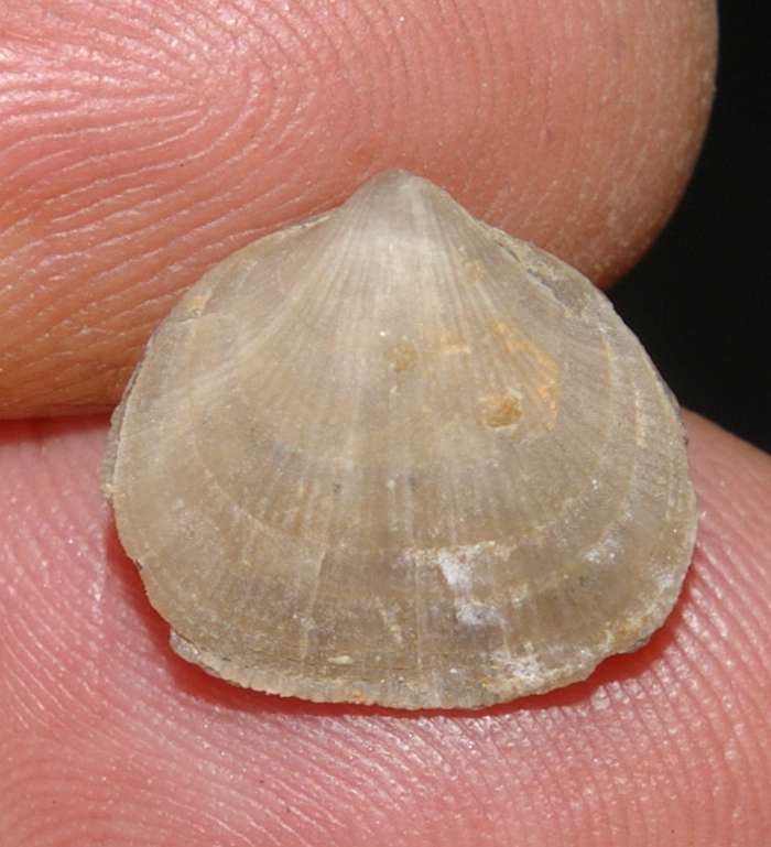  Levenea subcarinata 