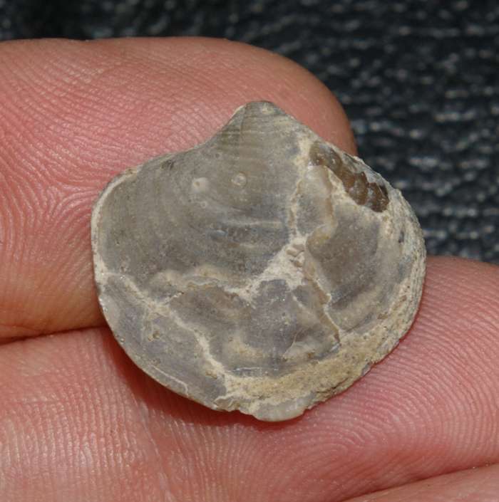  Cleiothyridina sublamellosa 