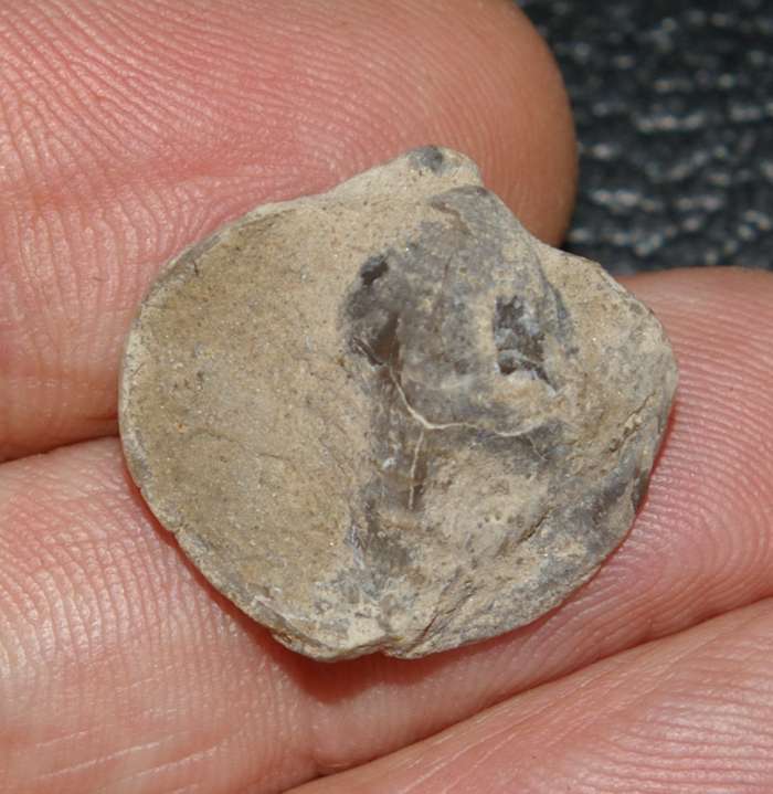  Mississippian brachiopods 