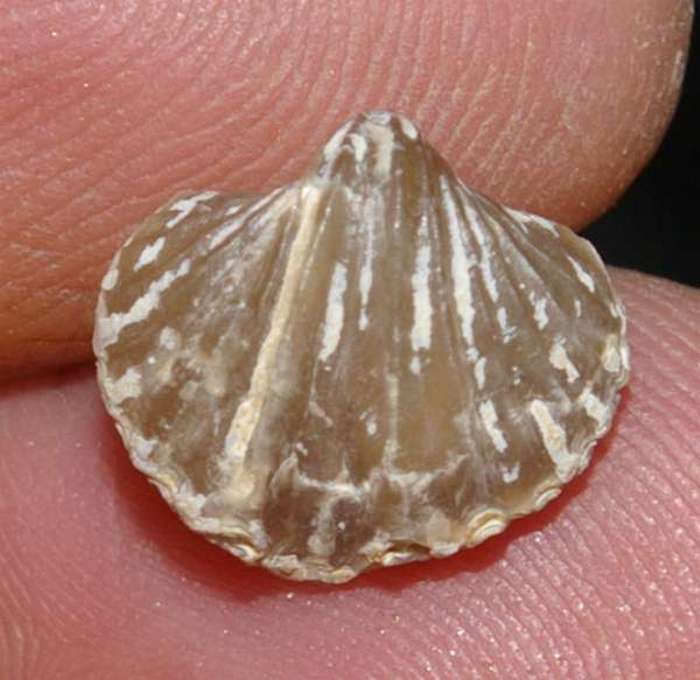  Mississippian brachiopods 