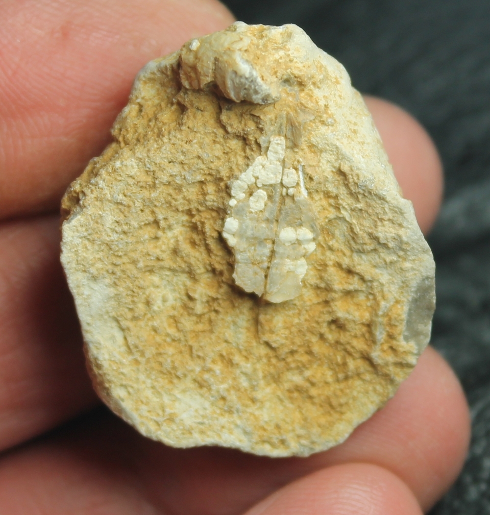  Echinoconchus alternatus 