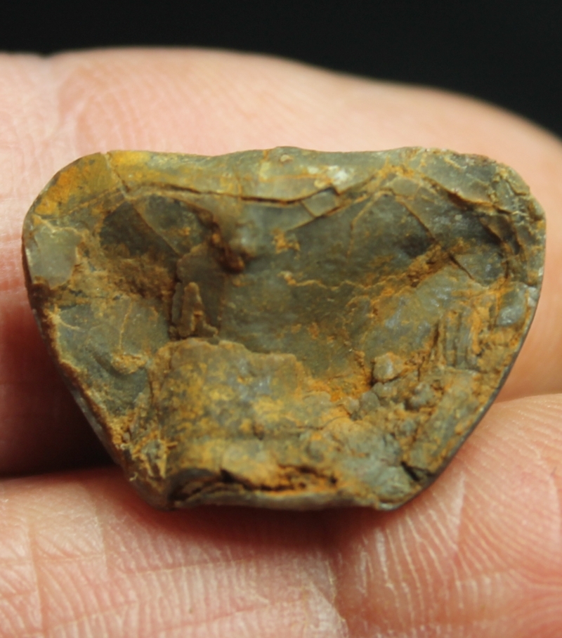  Eoreticularia aviceps