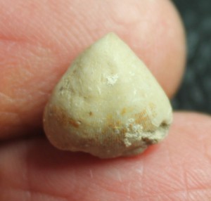 fossil brachiopod