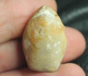fossil brachiopod
