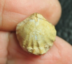 fossil brachiopod