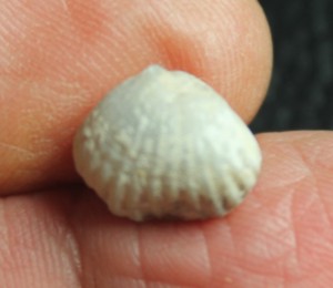 fossil brachiopod