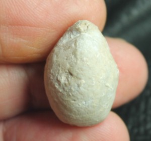 fossil brachiopod, Terebratula grossouvrei