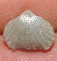 Camarotoechia nucula fossil brachiopod