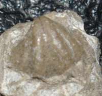 fossil brachiopod