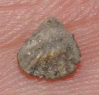 Lacunaerhynchia palma fossils brachiopods