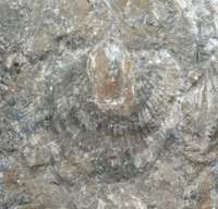 fossil Atrypa