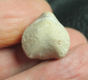Nucleata chartroni