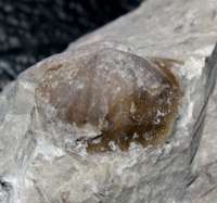 Ordovician brachiopod