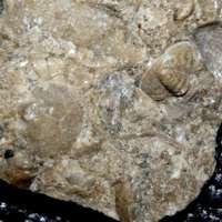 Ordovician brachiopod