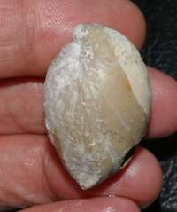 Zeilleria