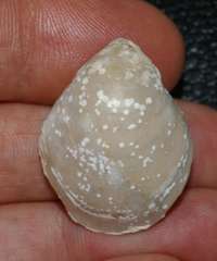 Moeschia