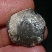 Devonian brachiopods