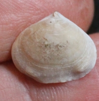 Cretirhynchia Homaletarhynchia undulata maastrichtiensis