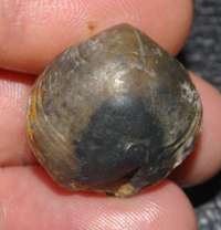 Telothyris jauberti