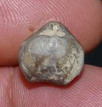 Nucleata strombecki