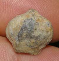 Athyris oelherti