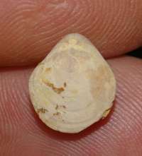Zittelina douvillei