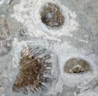 Ordovician fossil brachiopod