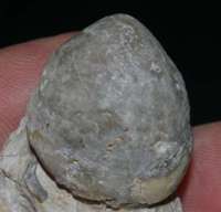 Carneithyris carnea, Cenomanian fossil brachiopod