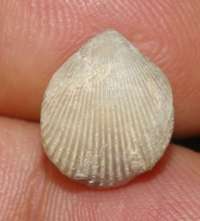 Burrirhynchia viai