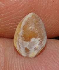 Hadrosia convexa