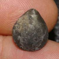 Advenina villerensis