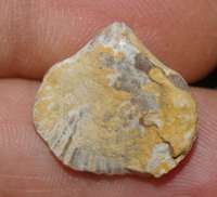 Lepidorhynchia dichotoma